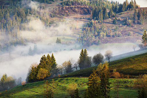 Clouds of fog on mountain hills. Misty sunny morning in the forest. Wood in fog. Green spring meadow