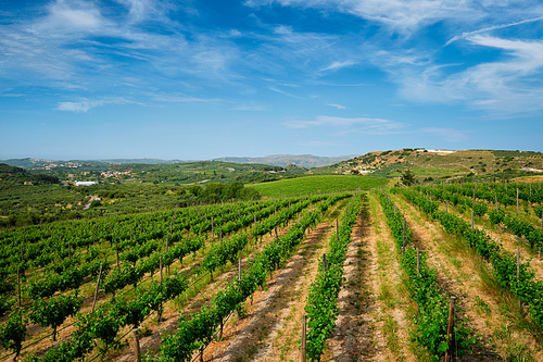 Wineyard with grape rows. Crete island, Greece