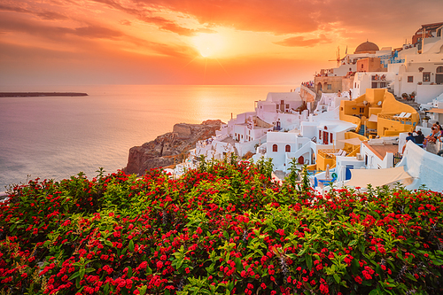 Scenic sunset over sea and picturesque Oia town on Santorini island in summer with red flowers on foreground