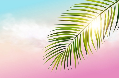 Vector green leaf of palm tree on spectrum sky background and sun rays