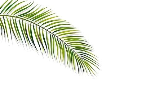 Vector green leaf of palm tree with overlay shadow isolated on white background