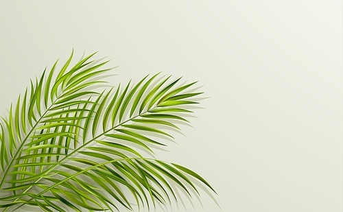 Vector green leaf of palm tree with overlay shadow on minimal gray background