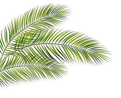 Vector green leaf of palm tree with overlay shadow isolated on white background