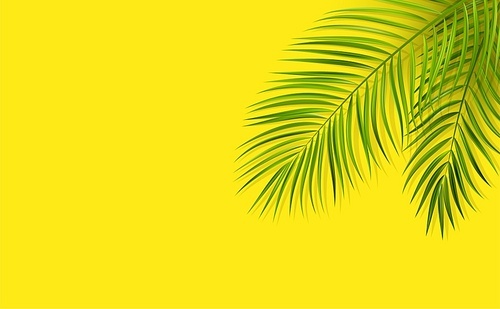 Vector green leaf of palm tree with overlay shadow on minimal yellow background