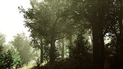 Hyperlapse in a summer forest in fog