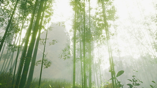 sunshine in the morning mist bamboo forest