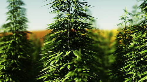 green canabis on marihuana field farm