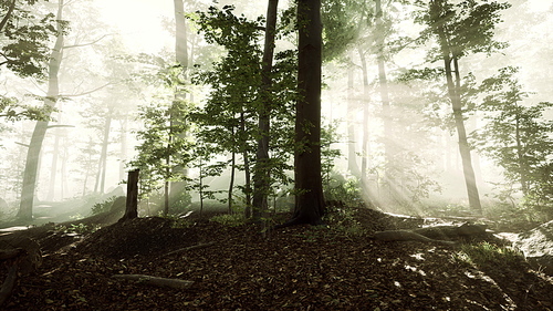 panoramic view of the majestic forest in a morning fog