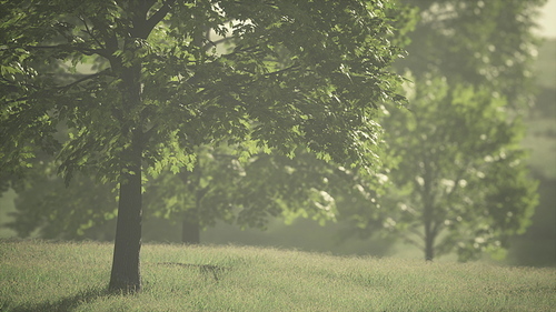 Lush green young leaves of maple illuminated by bright sunlight at spring day