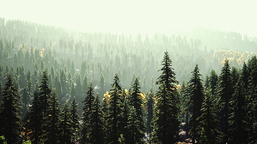 fir trees on meadow between hillsides with conifer forest in fog