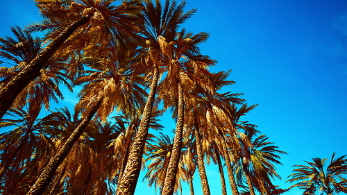 coconut palm trees on blue sky