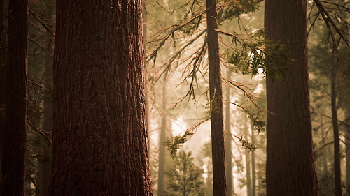 giant sequoias in redwood forest