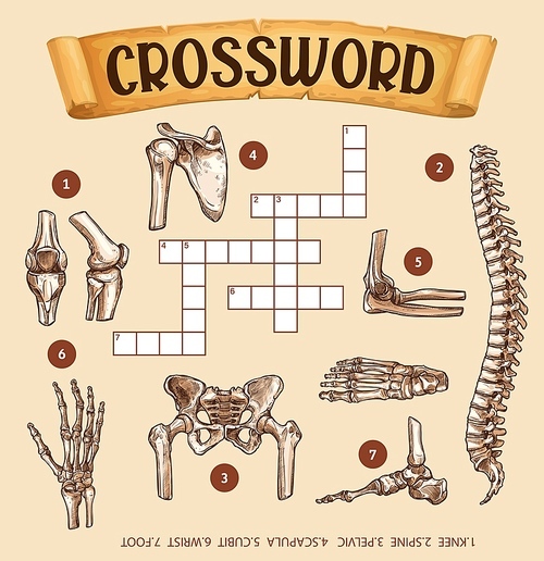Human bones, crossword grid worksheet or find word quiz, vector puzzle game. Crossword grid to guess words of human body anatomy bones of wrist, knee or root and pelvic, scapula and cubit or spine