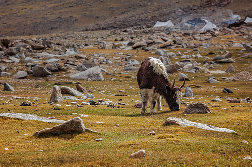 Yak calf grazing in Himalayas. Ladakh, India