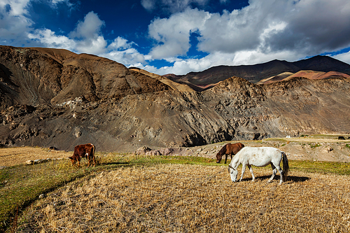 Horses and cow grazing in Himalayas. Rupshu Valley, Ladakh, India