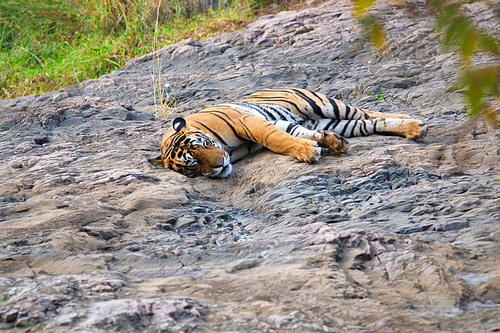 Beautiful Royal Bengal Tiger sleeping resting in jungle. Panthera tigris population native to the Indian subcontinent. It is the National animal of India. Ranthambore National Park, Rajasthan, India