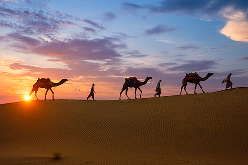 Indian cameleers (camel driver) bedouin with camel silhouettes in sand dunes of Thar desert on sunset. Caravan in Rajasthan travel tourism background safari adventure. Jaisalmer, Rajasthan, India