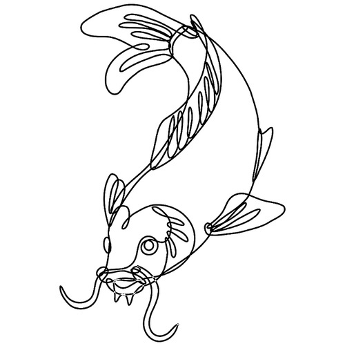 Continuous line drawing illustration of a nishikigoi koi carp fish diving down done in mono line or doodle style in black and white on isolated background.