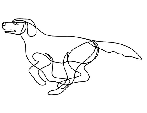 Continuous line drawing illustration of a Labrador Retriever dog running side view done in mono line or doodle style in black and white on isolated background.