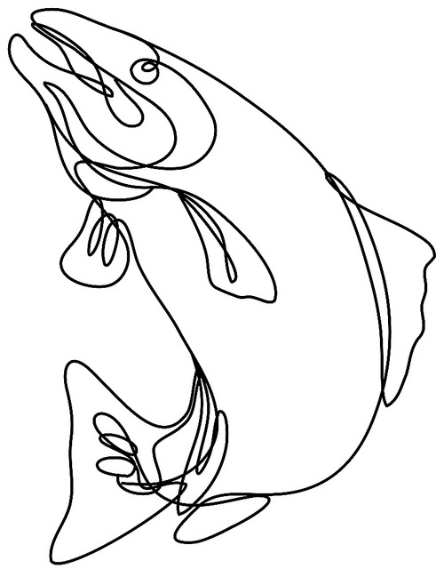 Continuous line drawing illustration of a lake trout jumping up done in mono line or doodle style in black and white on isolated background.