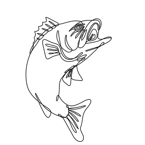 Continuous line drawing illustration of a largemouth bass jumping up done in mono line or doodle style in black and white on isolated background.