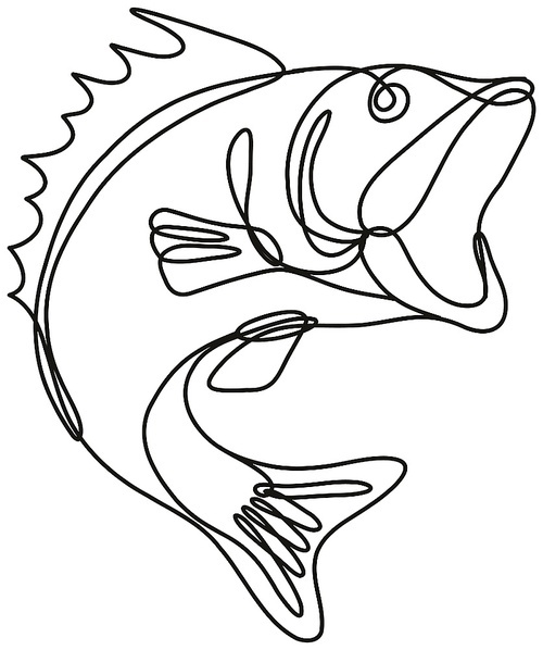 Continuous line drawing illustration of a largemouth bass jumping up done in mono line or doodle style in black and white on isolated background.