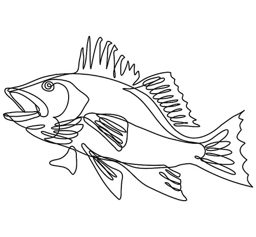 Continuous line drawing illustration of a largemouth bass jumping up side view in mono line or doodle style in black and white on isolated background.