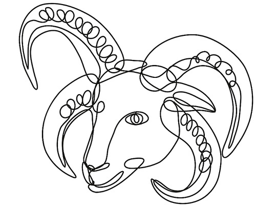 Continuous line drawing illustration of a head of Manx Loaghtan sheep done in mono line or doodle style in black and white on isolated background.
