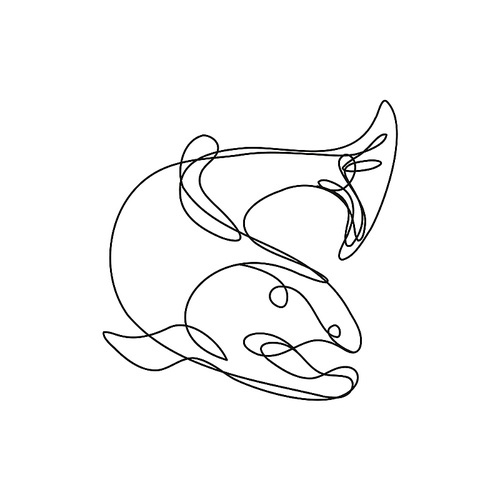 Continuous line drawing illustration of a lake trout jumping down done in mono line or doodle style in black and white on isolated background.