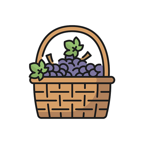 Basket of purple grapes isolated line icon. Vector vintage basket with bunches of isabella grapes with green leaves, summer fruits, symbol of Portugal. Wicker basket with ripe berries wine ingredients