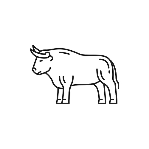 Bull symbol of Portuguese corrida isolated thin line icon. Vector farm cow or buffalo, beef mammal with horns. Traditional Spain and portugal animal, bullfight contests ox. Taurus horoscope sign