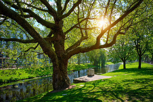 Tree in public park in Rotterdam and lush green grass. Rotterdam, Netherlands