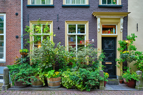 Old house with door and windows with lush plants in front. Delft, Netherlands
