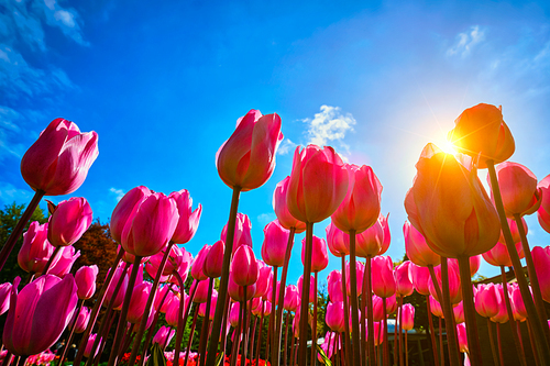 Blooming pink tulips against blue sky background with sun from low vantage point. Netherlands.