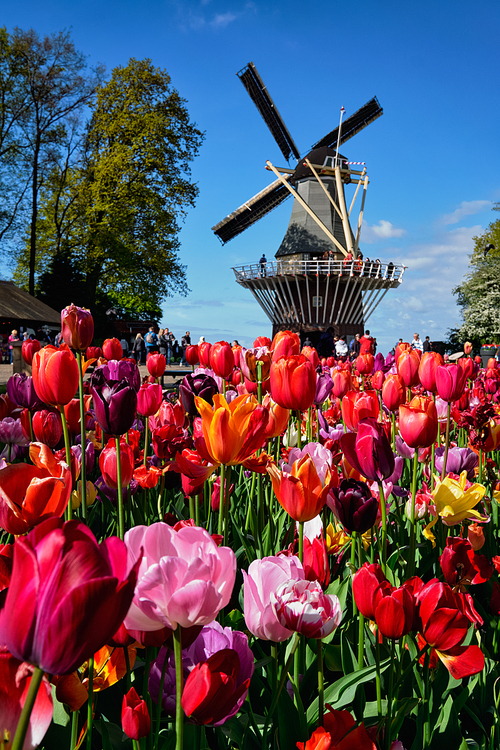 Blooming tulips flowerbed and wind mill in Keukenhof garden, aka the Garden of Europe, one of the world largest flower gardens windmill tourists. Lisse, Netherlands