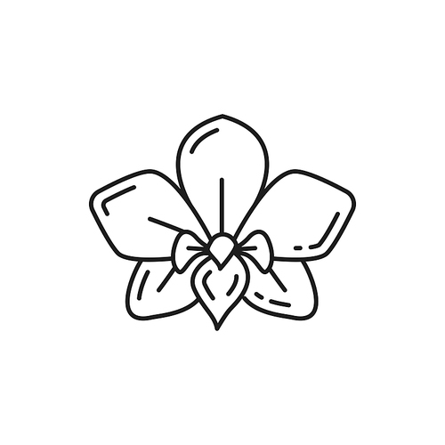 Dendrobium orchid flower isolated thin line icon. Vector blooming jasmine floral design element, cassia fistula linear sign. Thailand or Thai national flower, botanical decoration exotic plant blossom