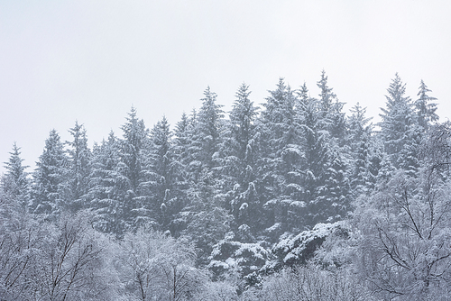 Beautiful simple landscape image of snow covered trees during Winter snow fall on shores of Loch Lomond in Scotland