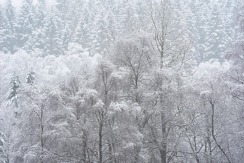 Beautiful simple landscape image of snow covered trees during Winter snow fall on shores of Loch Lomond in Scotland