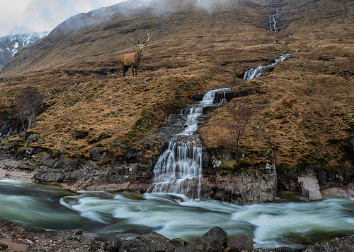 Composite image of red deer stag in Beautiful Winter landscape image of River Etive and Skyfall Etive Waterfalls in Scottish Highlands