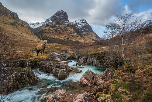 Composite image of red deer stag in Glencoe in Scottish Highlands in Winter with River Coe in foreground