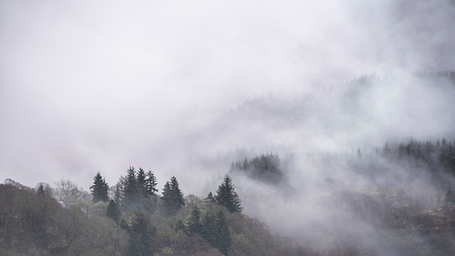 Beautiful misty Winter landscape drifting through trees on slopes of Ben Lomond in Scotland