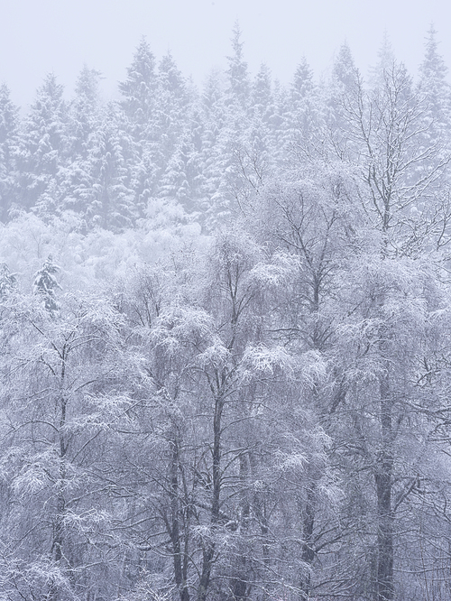 Beautiful simple landscape image of snow covered trees during Winter snow fall on shores of Loch Lomond in Scotland