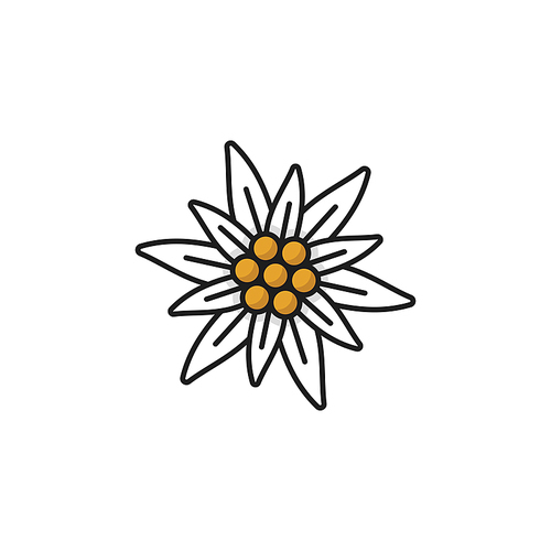 Alps edelweiss flower isolated meadow blossom line icon. Vector wildflower growing in mountains, national floral decoration. Symbol of alpinism, Switzerland alps, Swiss and German Bavarian bud