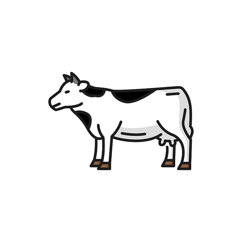Cow livestock animal isolated spotted beef bovnie isolated flat line icon. Vector beef or veal meat cattle, dairy milk products source, heifer spotted animal with small horns, ranch farm calf portrait