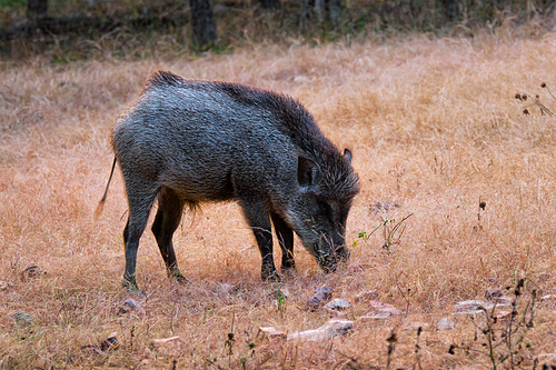 Male Indian wild boar grazing. Ranthambore National Park, Rajasthan, India