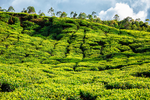 Green tea plantation in the morning. Munnar, Kerala state, South India