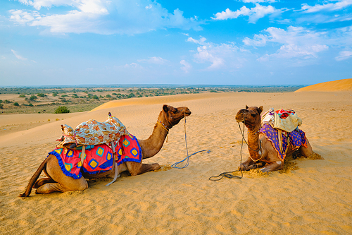 Indian camel in sand dunes of Thar desert on sunset. Caravan in Rajasthan travel tourism background safari adventure. Jaisalmer, Rajasthan, India