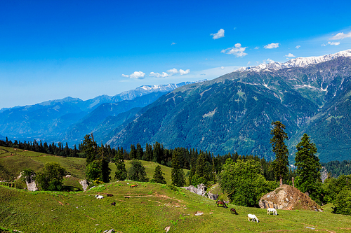 Horses grazing in Himalayas mountains. Himachal Pradesh, India