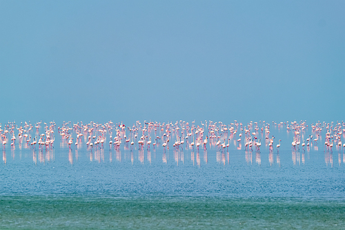 Pink flamingo birds walking in the Sambhar Salt Lake in Rajasthan. India