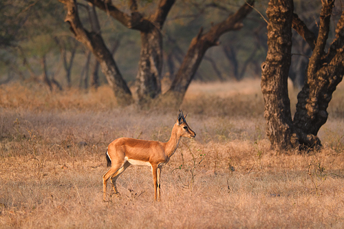 Young Indian bennetti gazelle or chinkara walking and grazing in the forest of Rathnambore National Park. Tourism elecogy environment background. Rajasthan, India